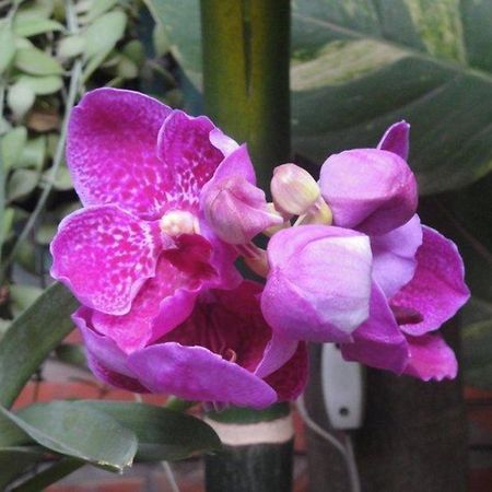 Big Lyna Villa & Homestay Siem Reap Exterior foto
